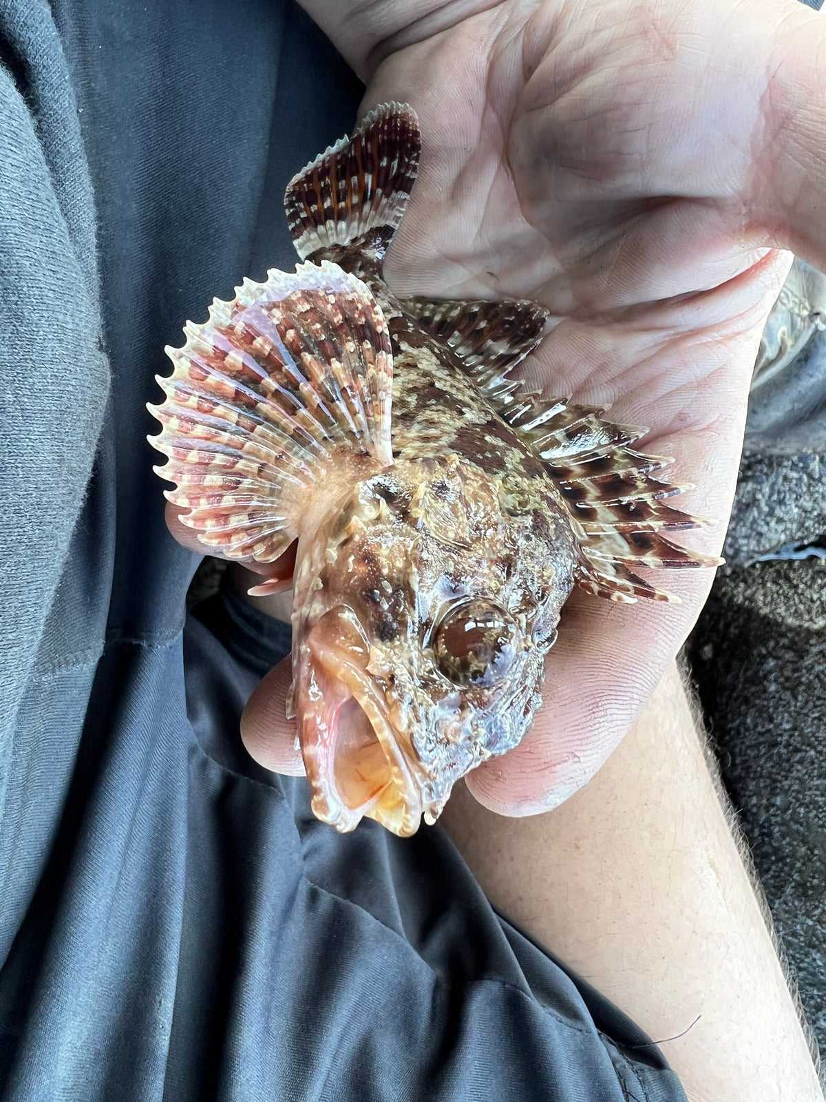 Mission bay fishing